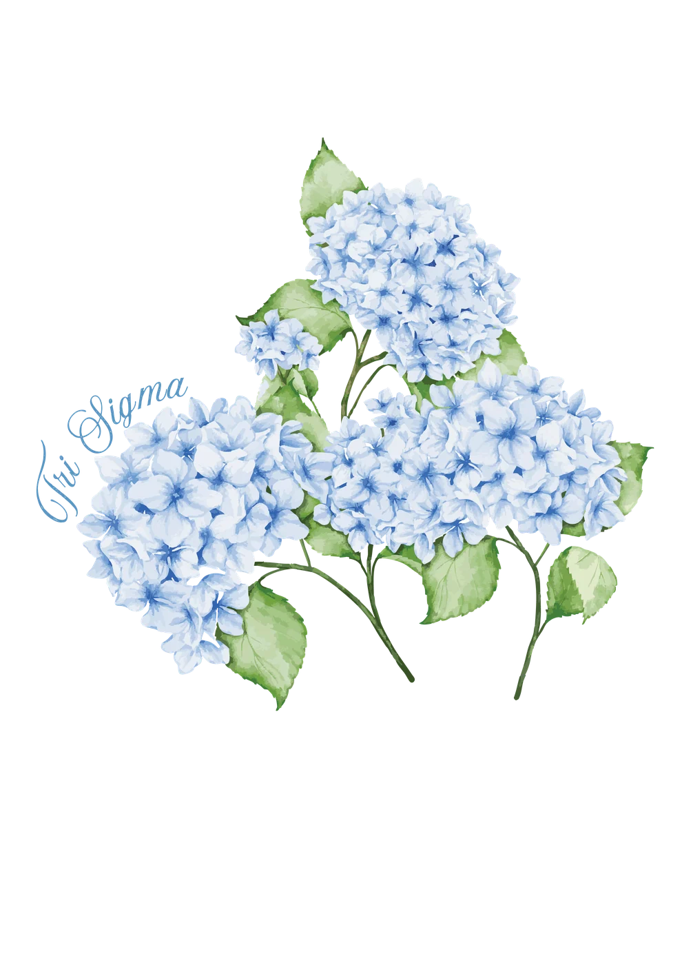 Tri Sigma Blue hydrangeas — Campus Tees custom apparel design inspiration